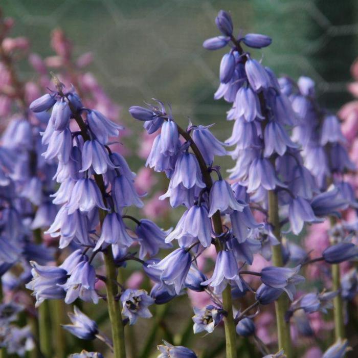 Hyacinthoides hispanica 'Excelsior' plant