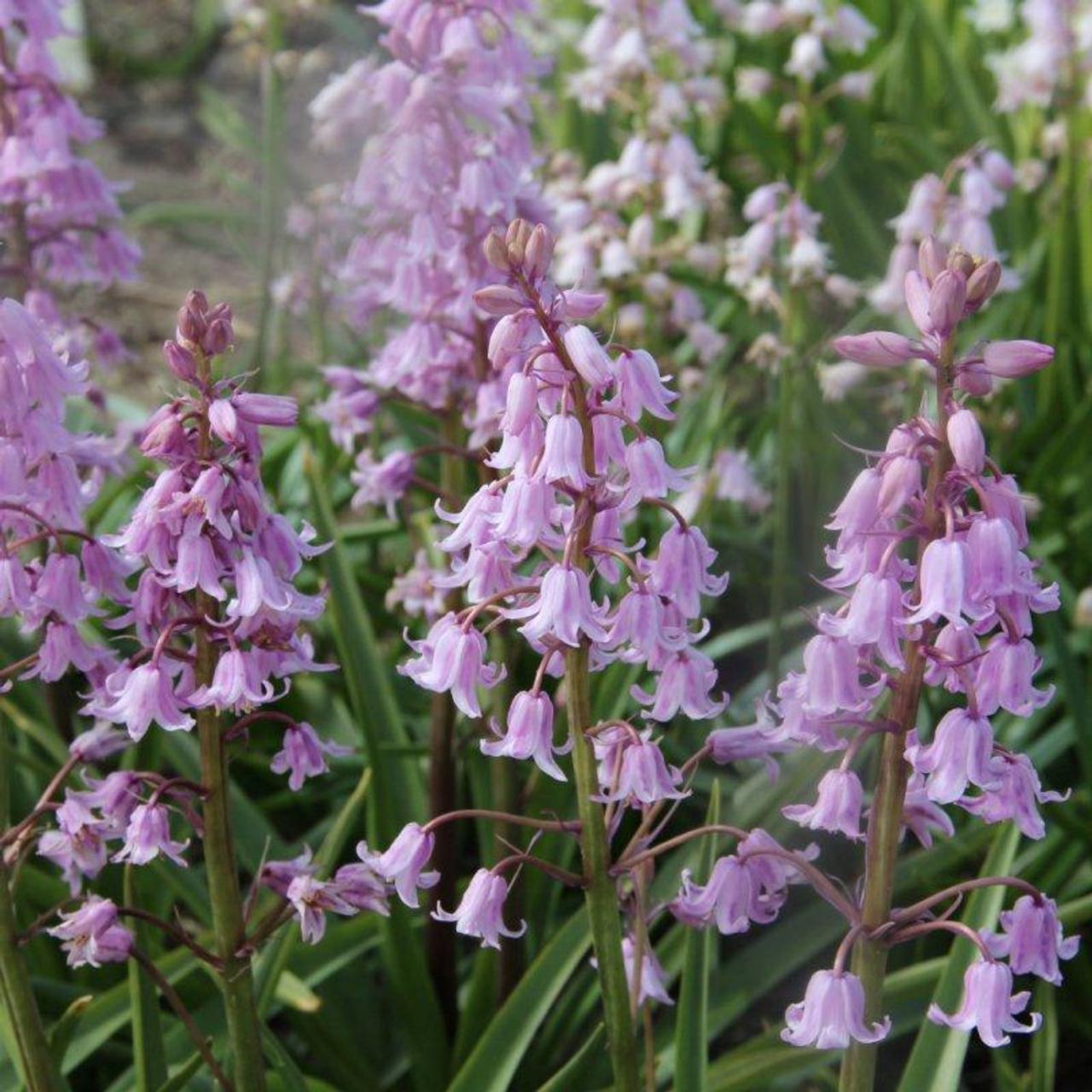 Hyacinthoides hispanica 'Rosea' plant