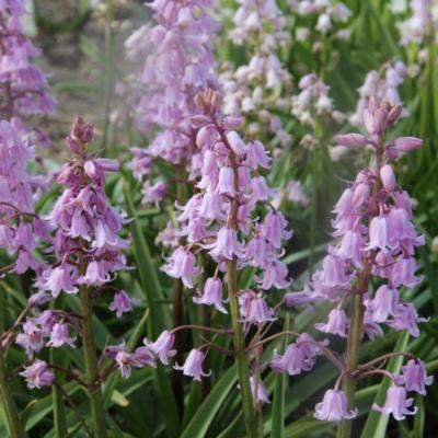 hyacinthoides-hispanica-rosea