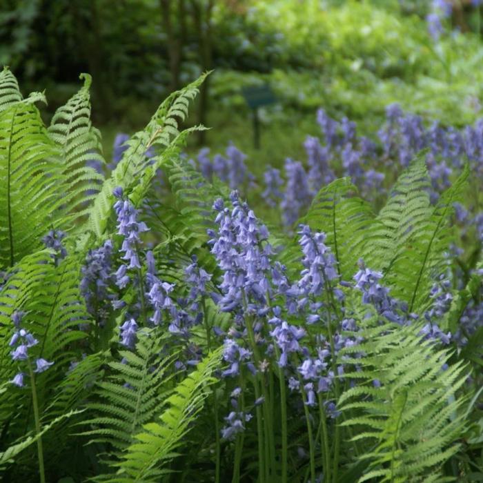 Hyacinthoides hispanica plant