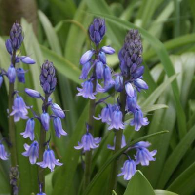 hyacinthoides-hispanica