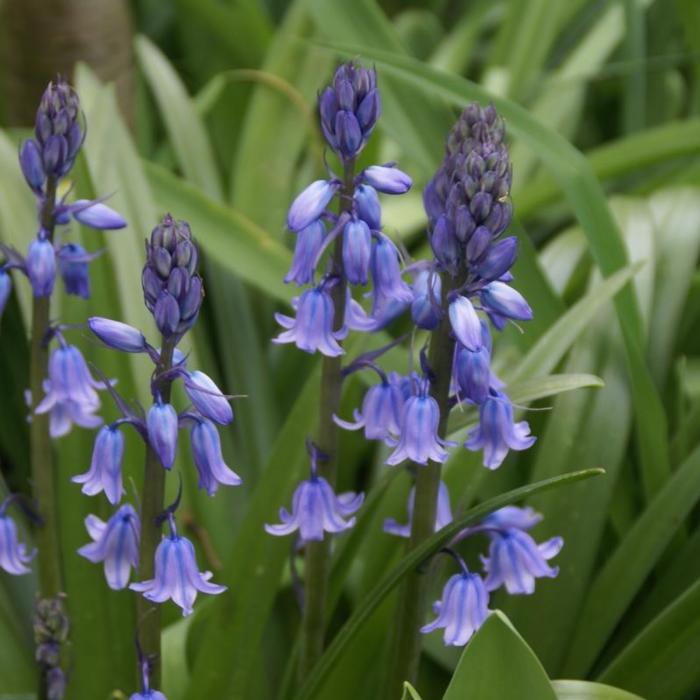 Hyacinthoides hispanica plant