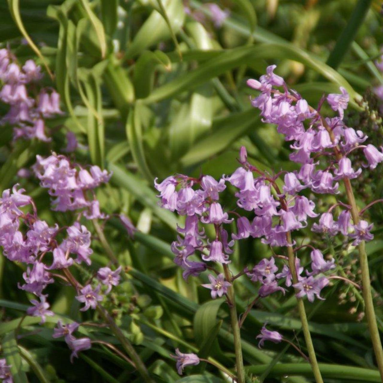 Hyacinthoides non-scripta 'Rosea' plant