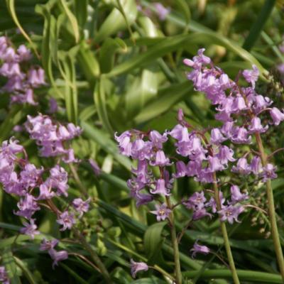 hyacinthoides-nonscripta-rosea