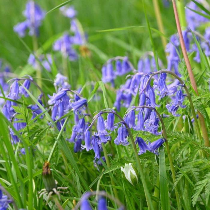 Hyacinthoides non-scripta plant