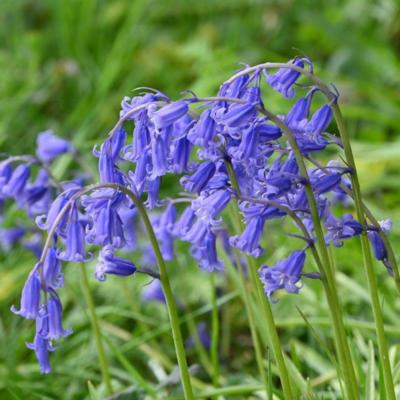 hyacinthoides-nonscripta