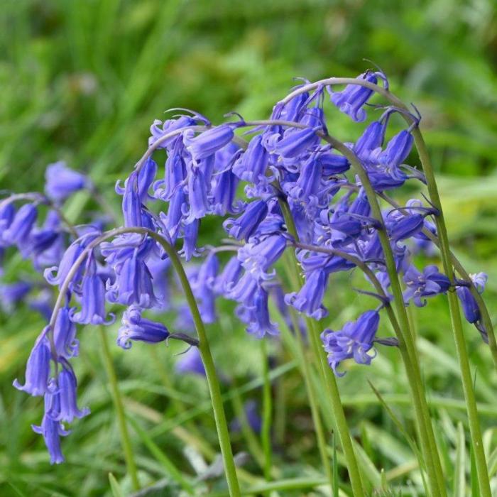 Hyacinthoides non-scripta plant