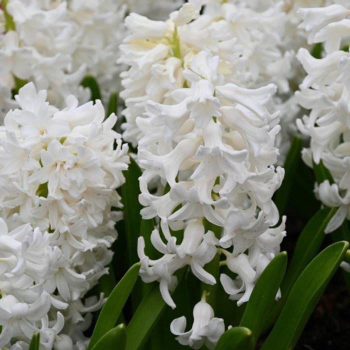 Hyacinthus 'Aiolos' plant