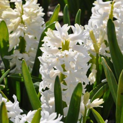 hyacinthus-aiolos