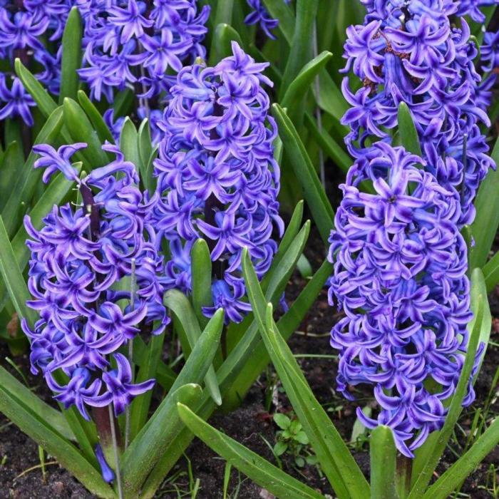 Hyacinthus 'Blue Jacket' plant