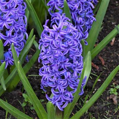 hyacinthus-blue-jacket