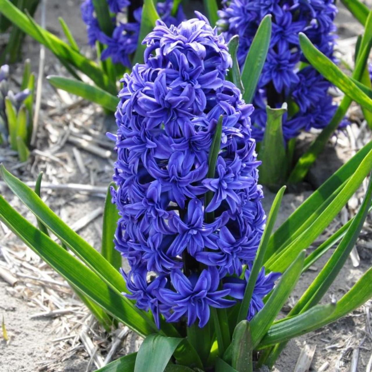 Hyacinthus 'Crystal Palace' plant