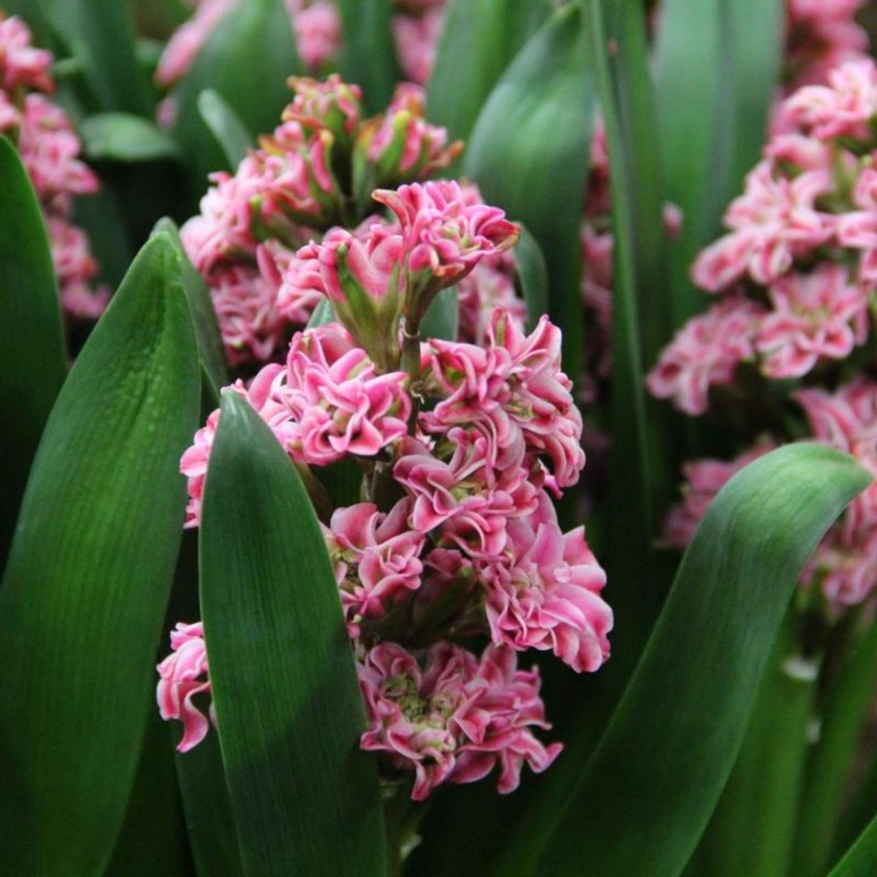 Hyacinthus 'Eros' plant