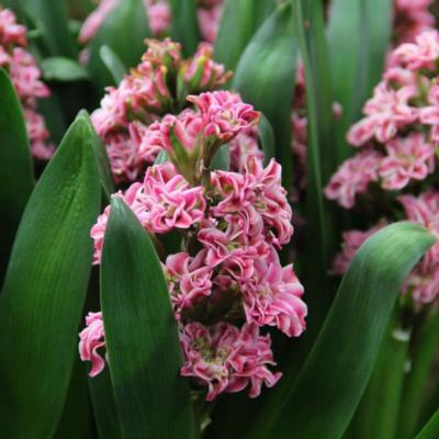 hyacinthus-eros