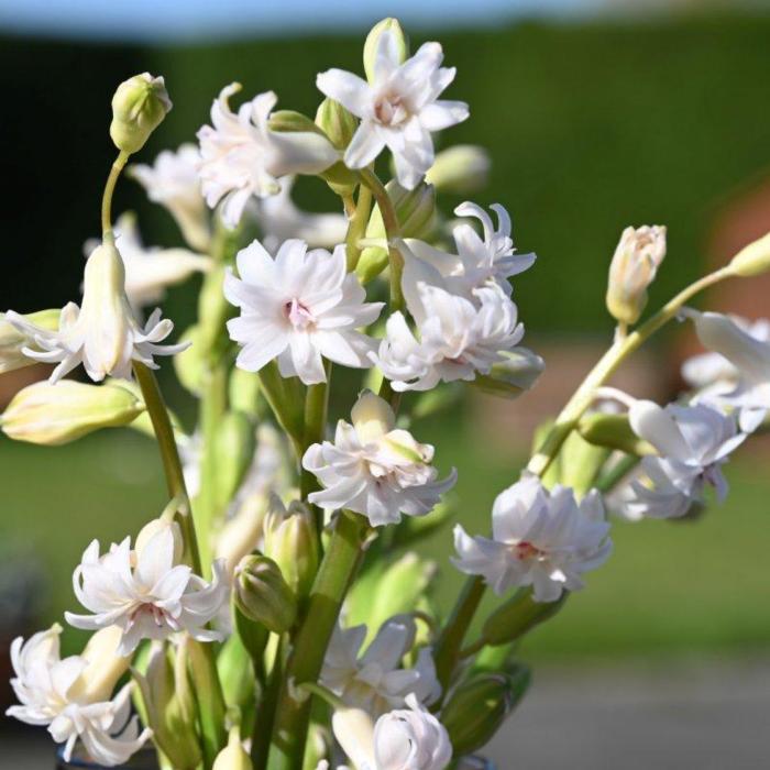 Hyacinthus 'Gloria Mundi' plant