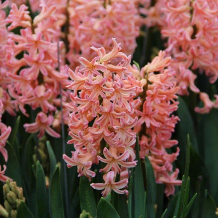 Hyacinthus 'Gypsy Queen' plant