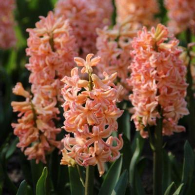 hyacinthus-gypsy-queen