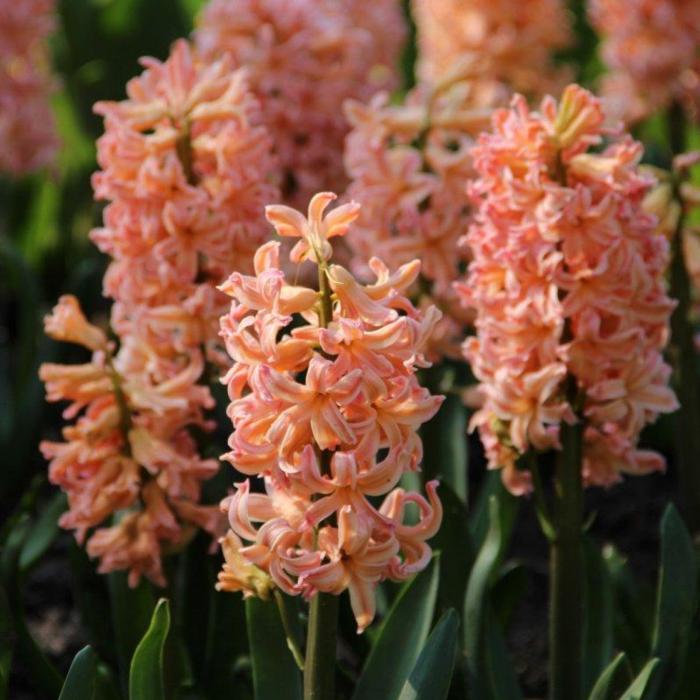 Hyacinthus 'Gypsy Queen' plant