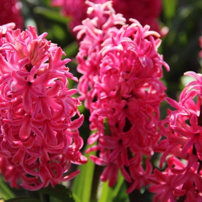 Hyacinthus 'Jan Bos' plant