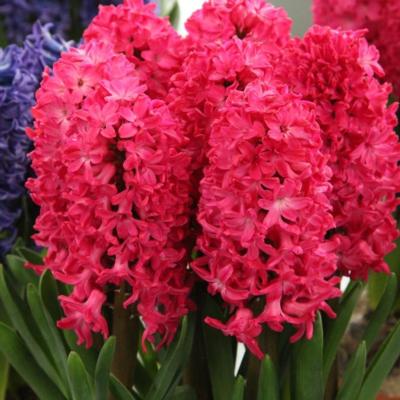 hyacinthus-jan-bos