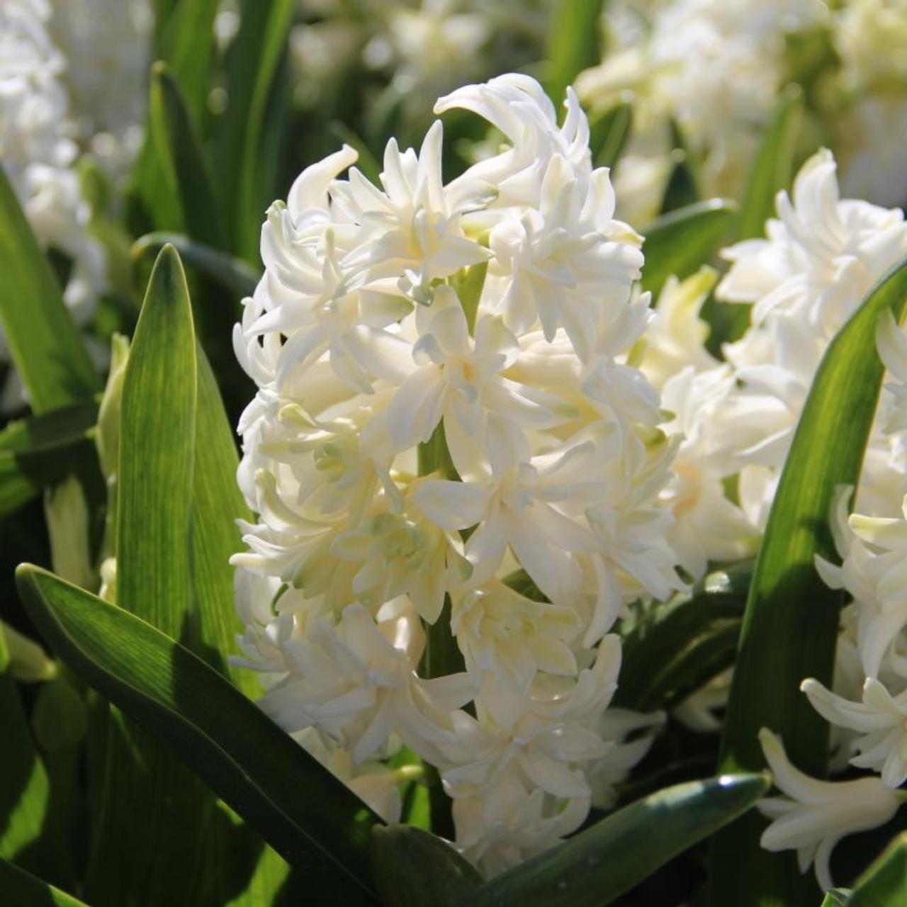 Hyacinthus 'Madame Sophie' plant