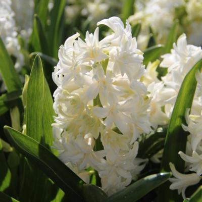 hyacinthus-madame-sophie