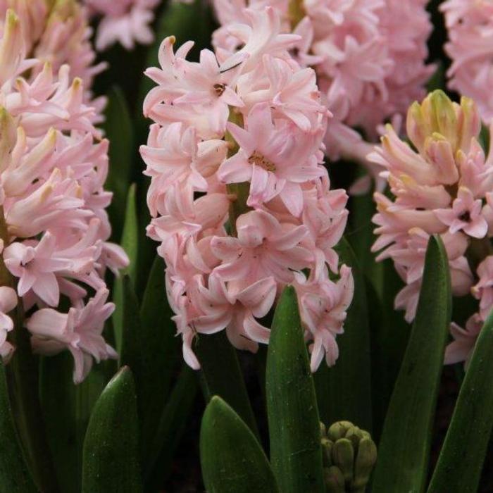 Hyacinthus 'Pink Elephant' plant