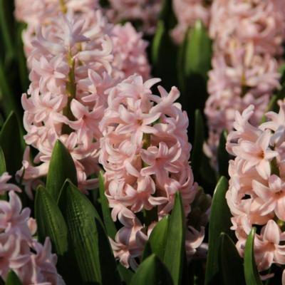 hyacinthus-pink-elephant