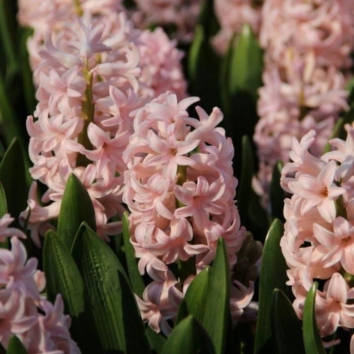 Hyacinthus 'Pink Elephant' plant