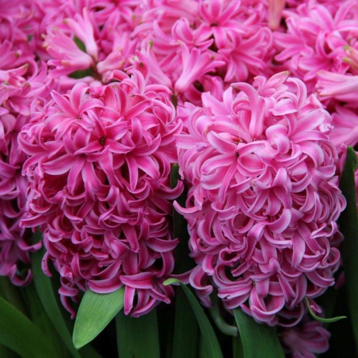 Hyacinthus 'Pink Pearl' plant