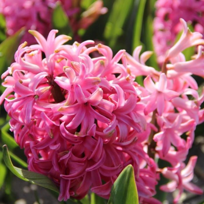 Hyacinthus 'Pink Pearl' plant