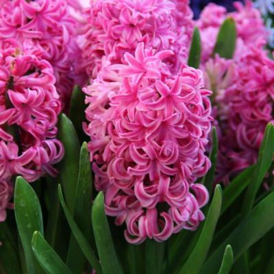 hyacinthus-pink-pearl