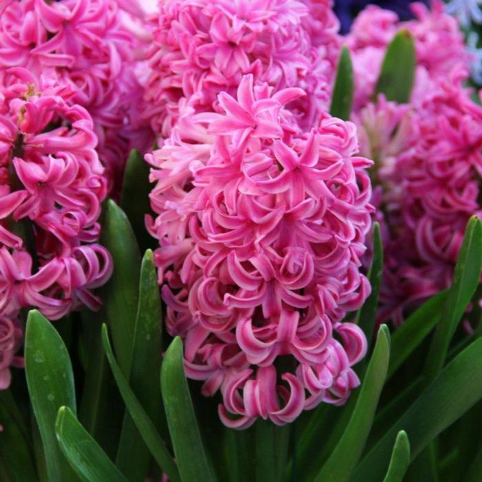 Hyacinthus 'Pink Pearl' plant