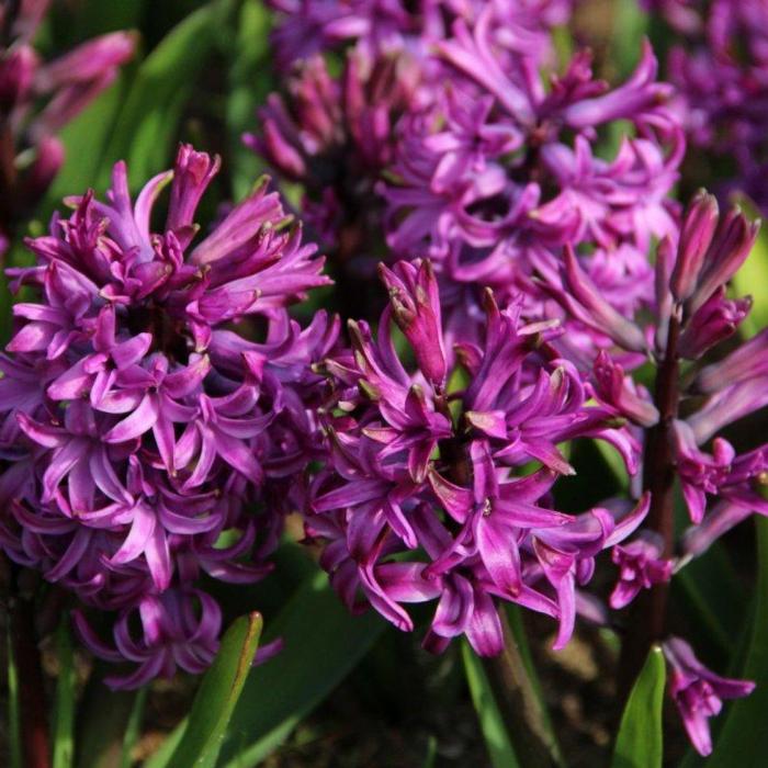 Hyacinthus 'Purple Sensation' plant