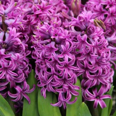 hyacinthus-purple-sensation