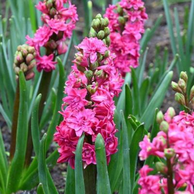 hyacinthus-red-diamond