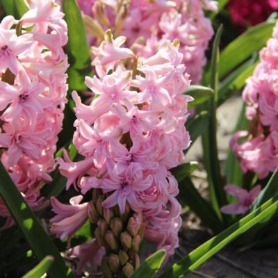 hyacinthus-rosette