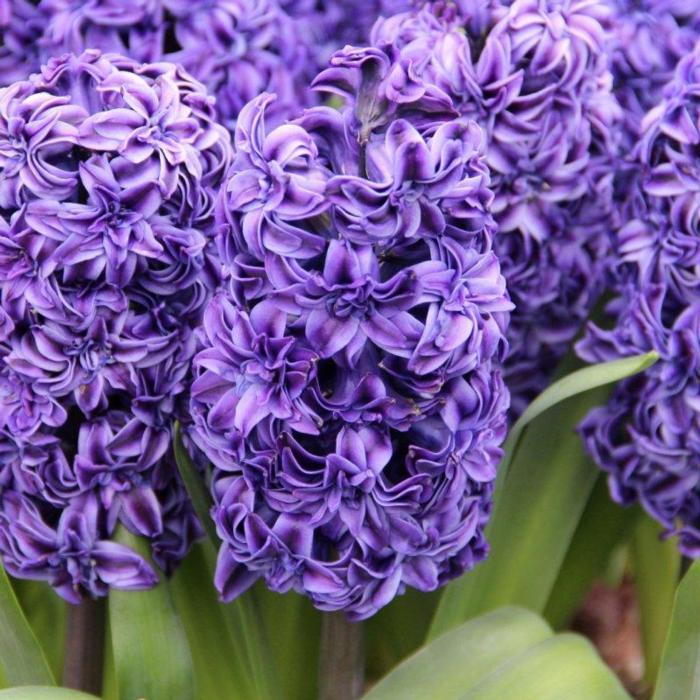 Hyacinthus 'Royal Navy' plant