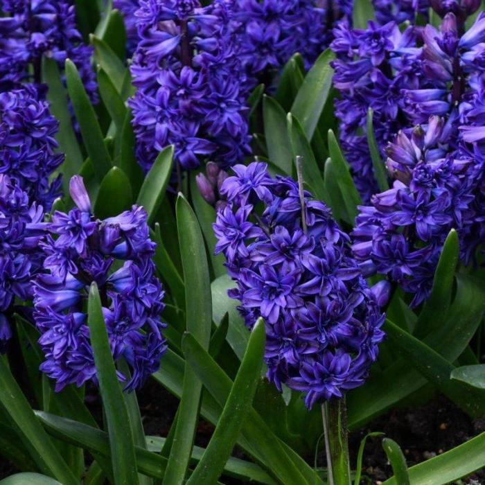 Hyacinthus 'Royal Navy' plant