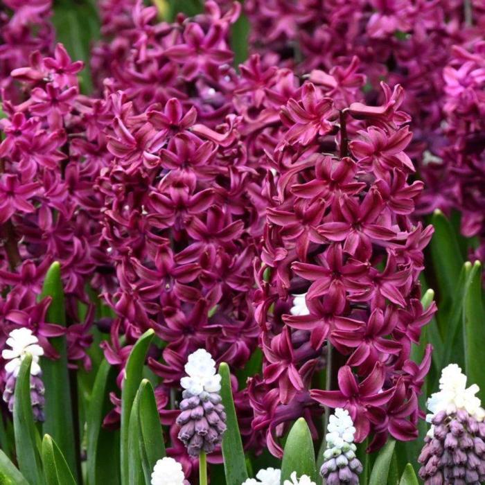 Hyacinthus 'Woodstock' plant