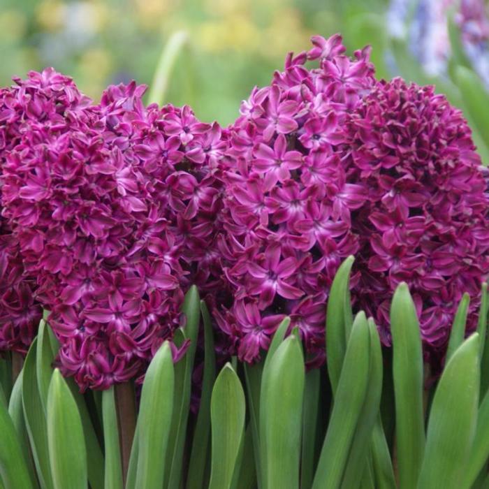 Hyacinthus 'Woodstock' plant