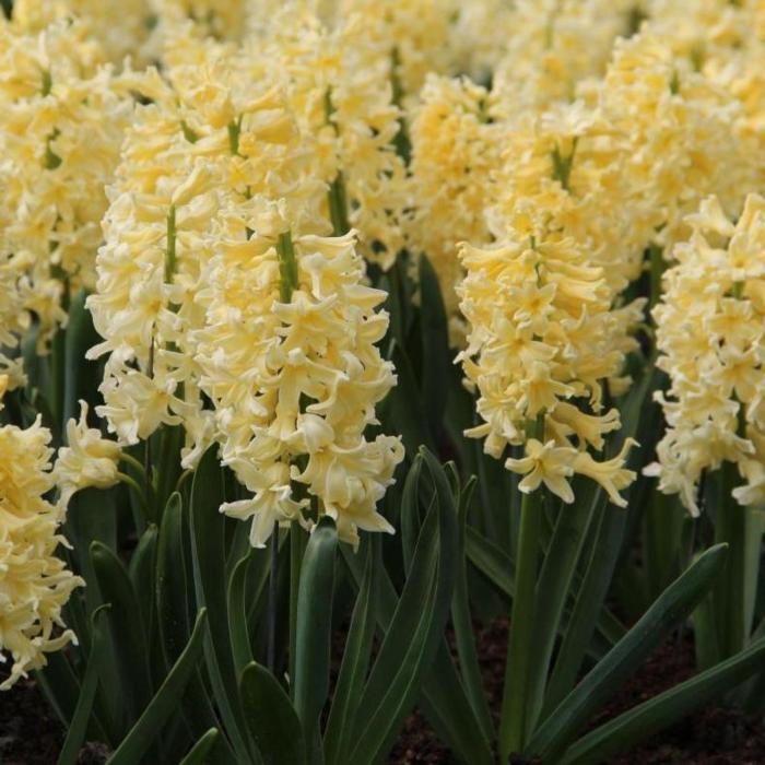 Hyacinthus 'Yellow Queen' plant