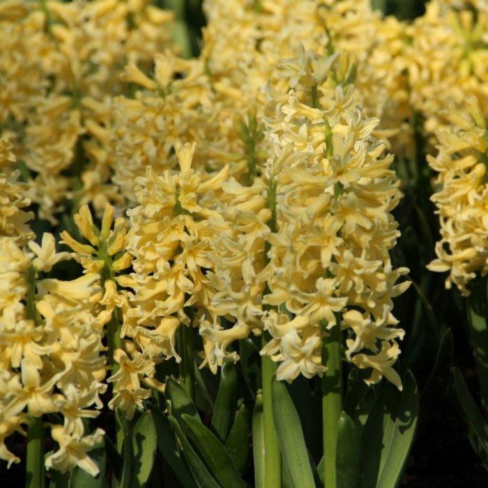 Hyacinthus 'Yellow Queen' plant