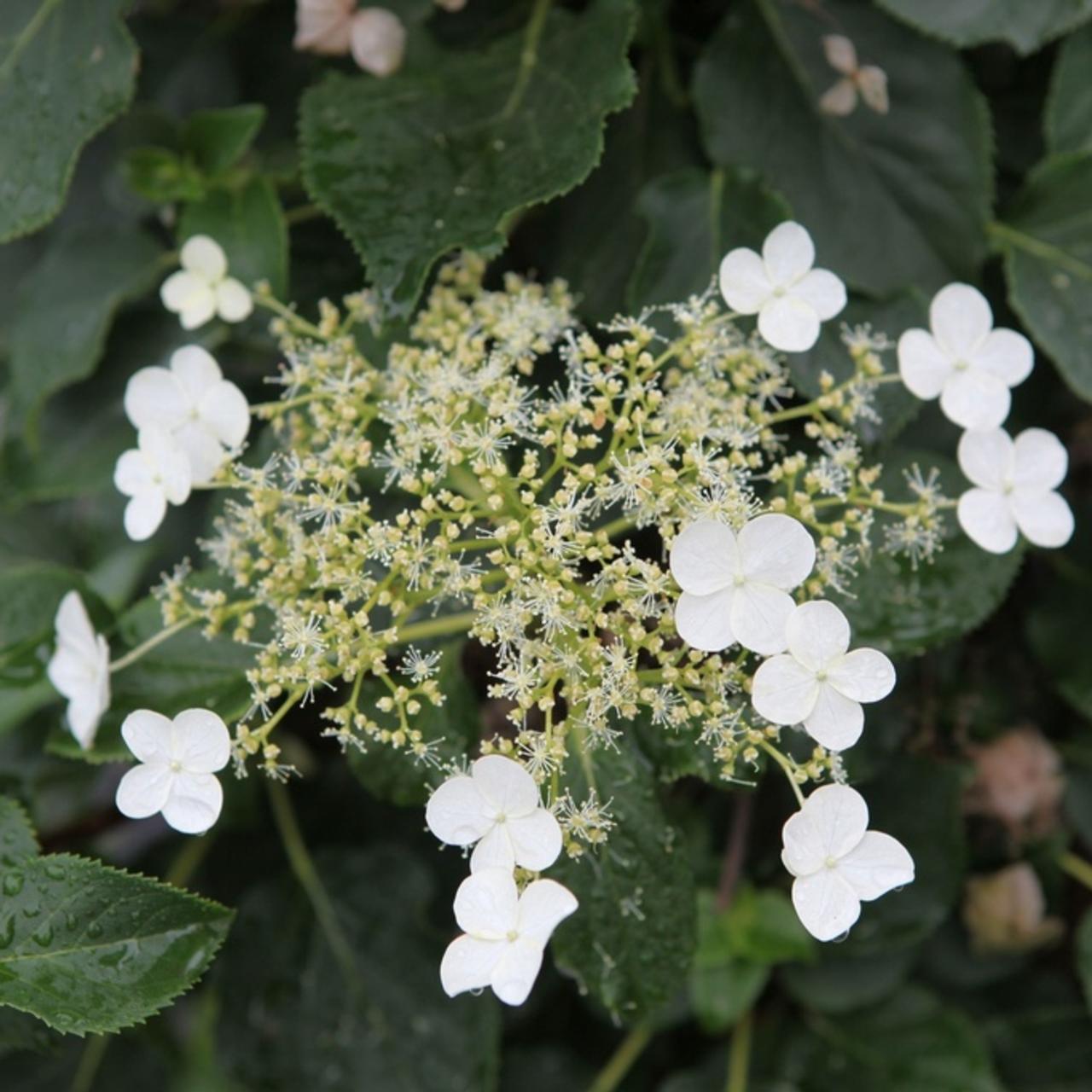 Hydrangea anomala petiolaris 'Miranda' plant