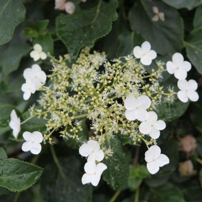 hydrangea-anomala-petiolaris-miranda