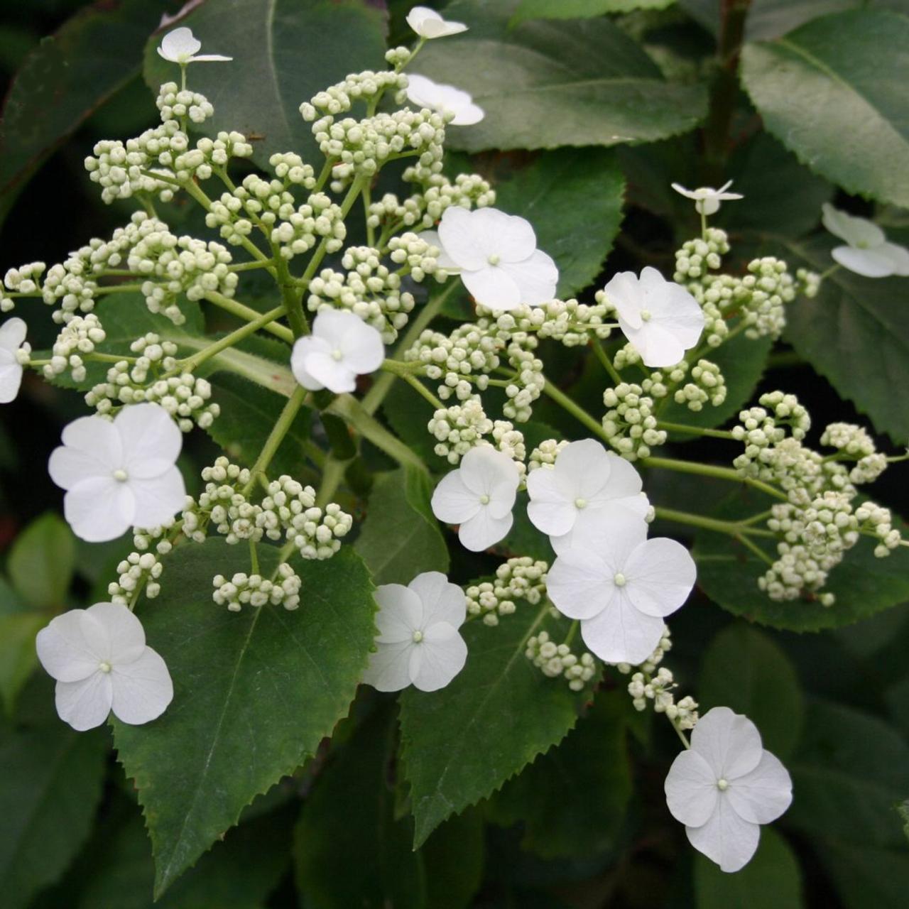 Hydrangea anomala petiolaris 'Semiola' plant