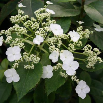 hydrangea-anomala-petiolaris-semiola