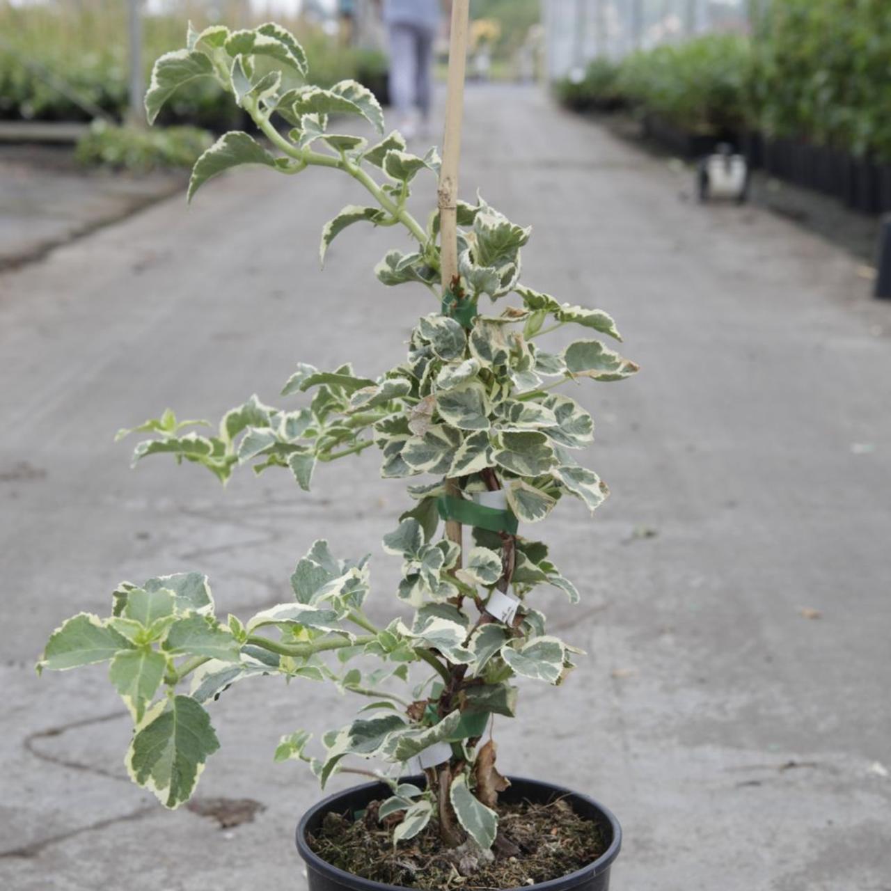 Hydrangea anomala subsp. petiolaris 'Silver Lining' plant