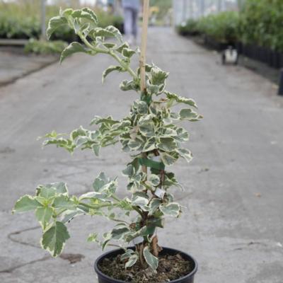 hydrangea-anomala-subsp-petiolaris-silver-lining