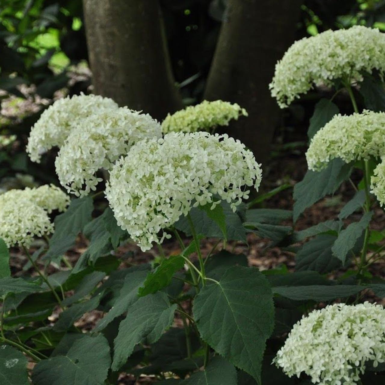 Hydrangea arborescens 'Annabelle' plant